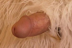 Mboilepornvideos Porn